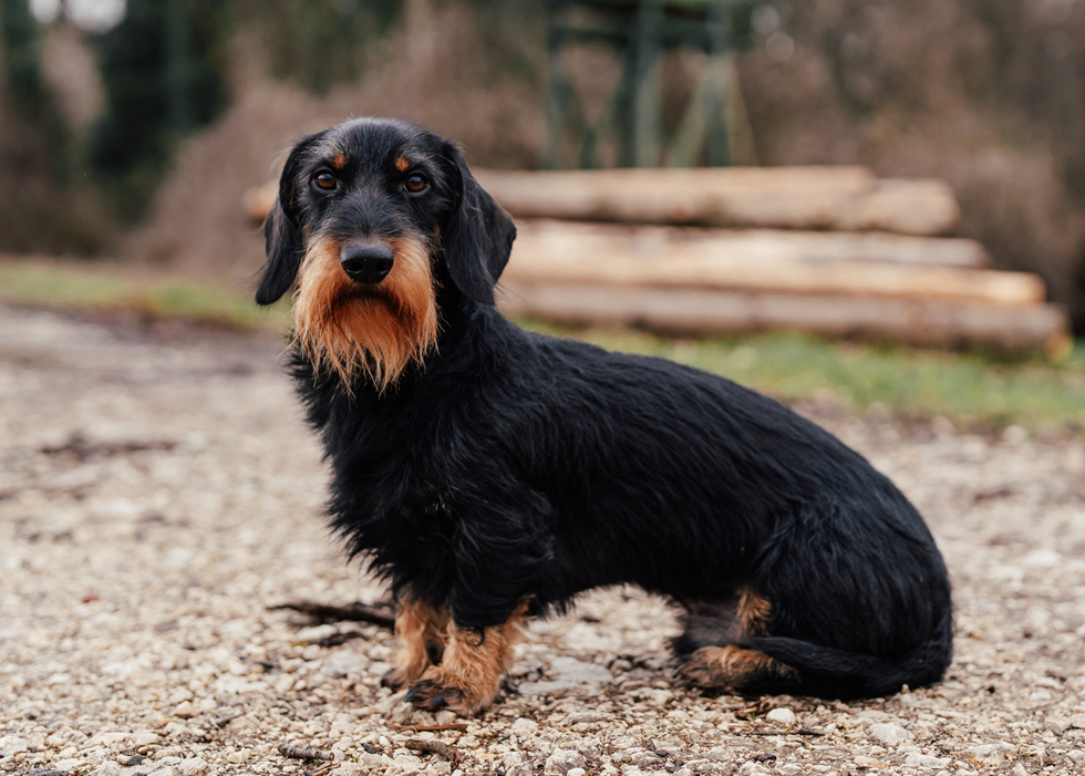 athos vom haslerhof sitzend